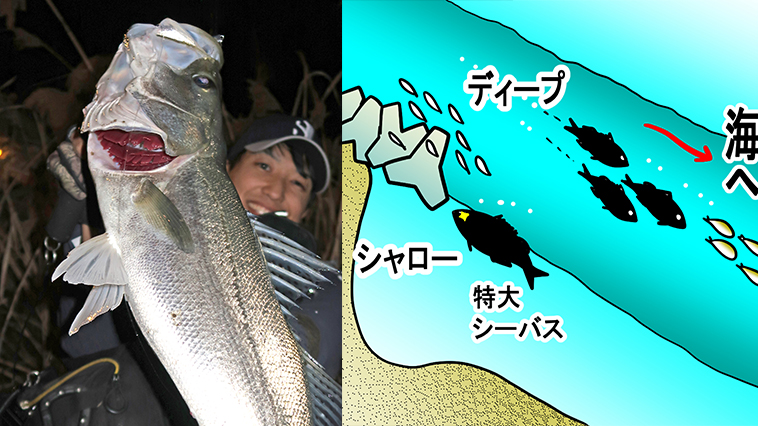 ｜【まだ狙える！】居残り「弩級シーバス」を狙う河川でのゼロワンゲームのポイントを解説！