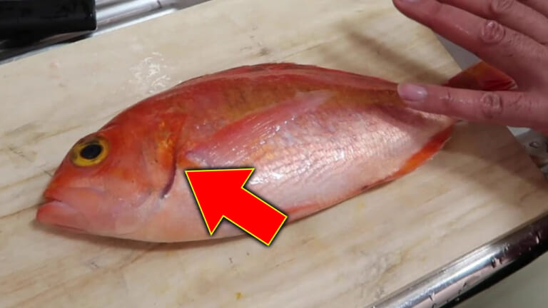 《なるほど》鮮度の良い魚を見極めるには、そこを見るだけで良かったのか！