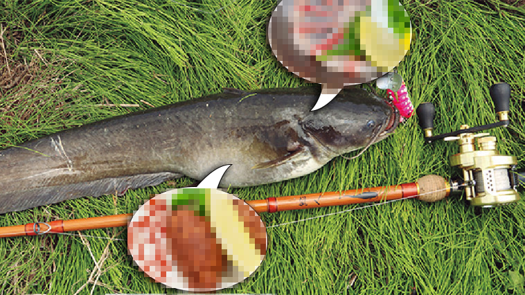 ｜きもかわいい魚が美味しく生まれ変わる!?400年続く料亭の神業