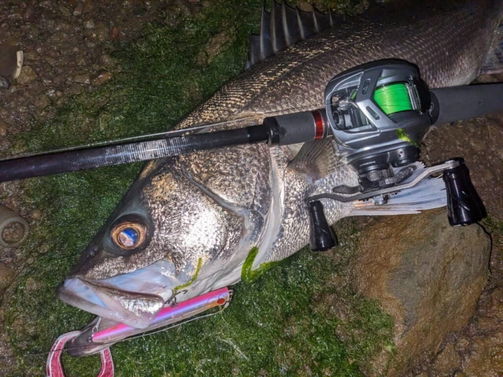 DAIWA（釣り） 【目玉商品】ダイワ ショアラインシャイナーZ