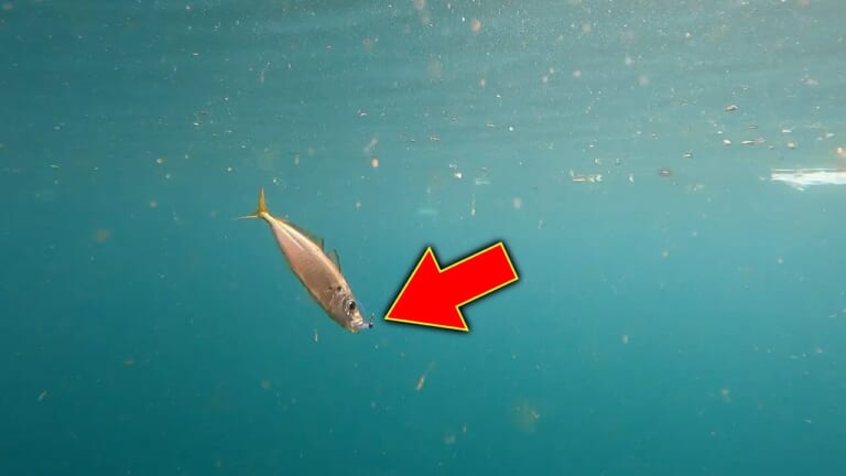 釣り物が少なくなる冬、釣り人をホットにさせてくれるのはアイツだ！