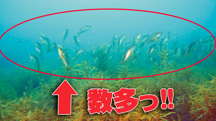 凄い数…！】冬の大人気釣魚は、藻場に大群をなして「集団生活」する魚