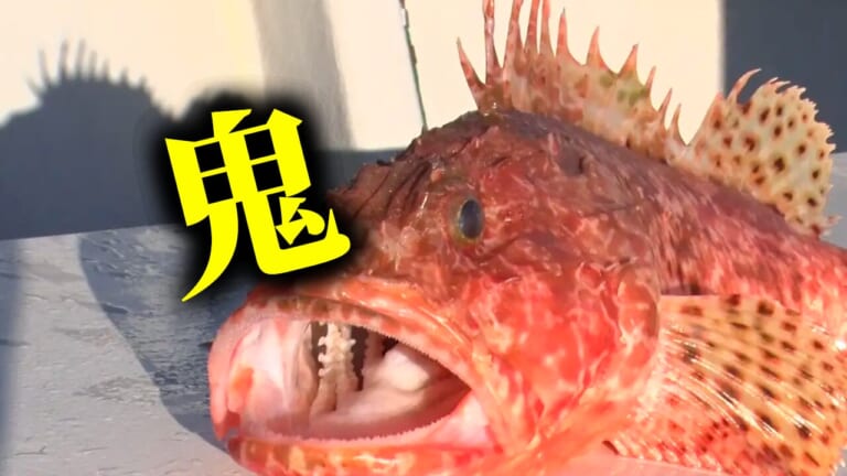 根の荒い海底に潜み、定置網には滅多にかからない。毒針あるけど超うまい高級魚！
