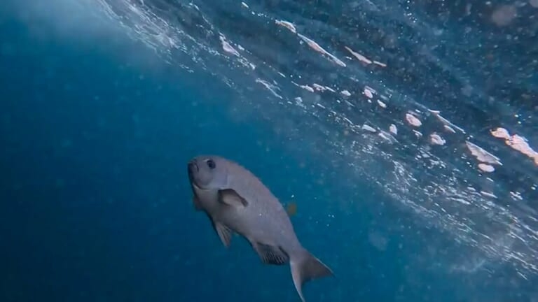 「グレ」「メジナ」「クロ」各地で変化、呼び方いろいろ。そんなサカナの釣り日本一を決める戦い。