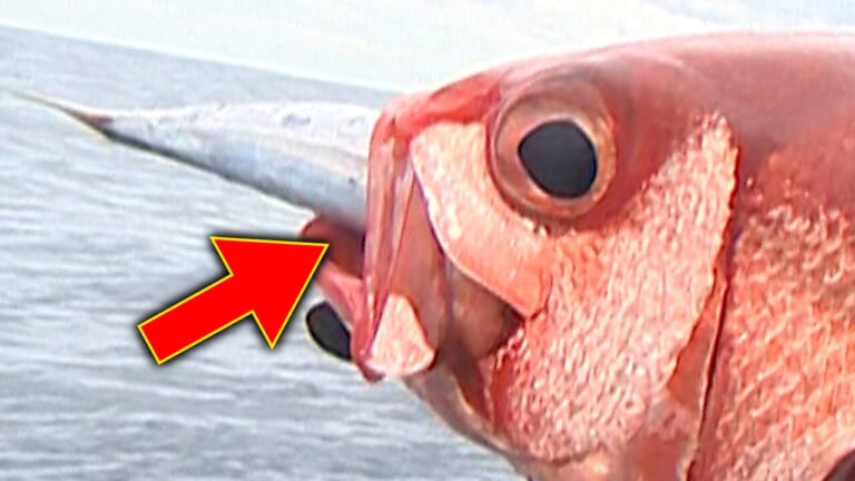 「ま、丸呑み…」とんでもない巨大魚を求めて、水深300メートルの深場に挑む。