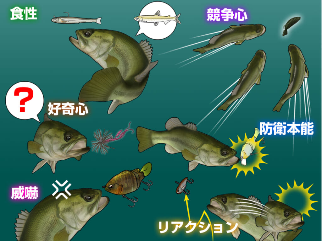ブラックバス』ってどんな魚？1年の行動やなぜルアーで釣れるのかを