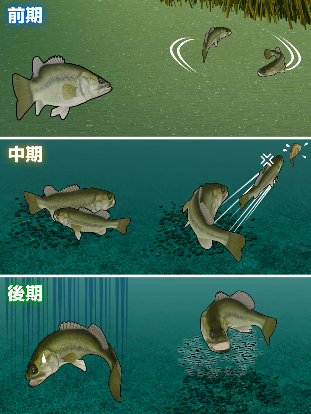 ブラックバス』ってどんな魚？1年の行動やなぜルアーで釣れるのかを