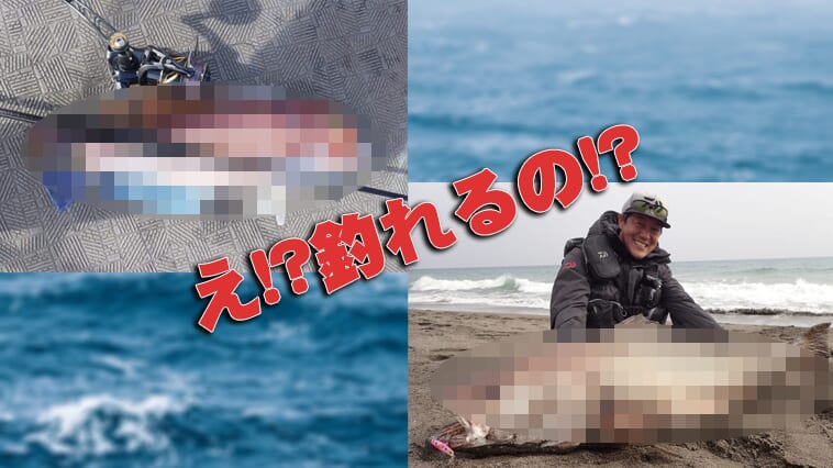 ｜海流変化で魚の生息域に変化が起きている! 今まで釣れなかった高級魚や超大型魚が身近で釣れるようになるかも!?