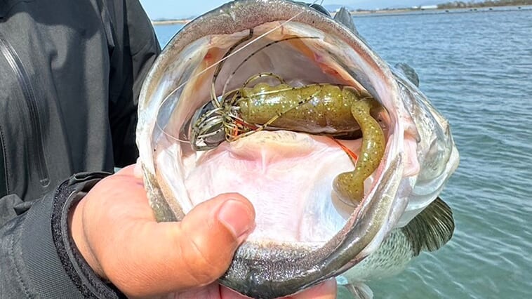【60cmのブラックバスが1日4本釣れる神ルアー発見！】琵琶湖でまさかのガチハマりしたのは巨大なカエル!?