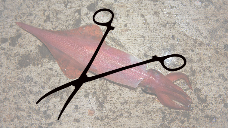 ｜【絶対欲しい！】イカ釣り師は絶対持っておいた方がいい…墨袋をキレイに取り除ける魔法のツールとは!?