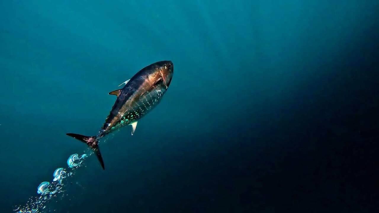｜『クロマグロ問題』の『本当の病巣』/  魚が『ニッポンの海だけ』居なくなる！