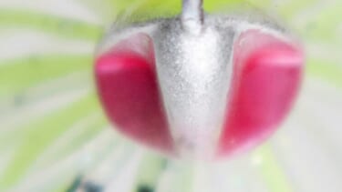 極めてる…】タイラバに特化した「強くて細い」極上のPEライン