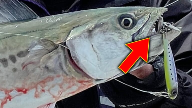 「この魚、口元エグい…」強靭な歯でラインをスパスパ切ってしまうアイツ、爆釣の秘訣が…？