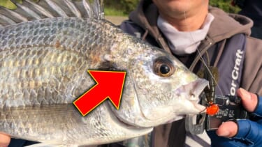 ハイコスパ過ぎっ！】ルアーのクロダイ釣りを始めるのに最適な1