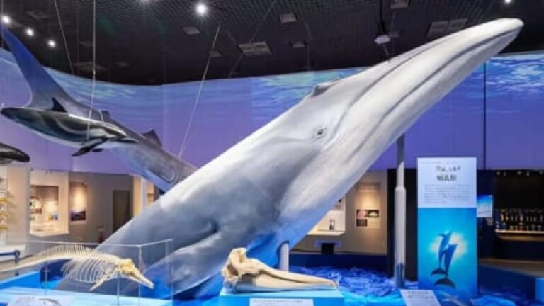 処理費が約8000万円だった「淀川のクジラ」、今は名古屋に…世間の関心を集めた淀ちゃんの現在。