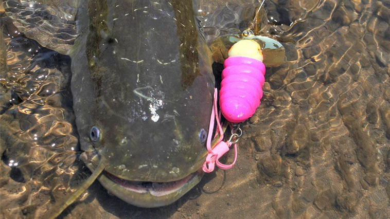 ｜身近な場所で楽しめるナマズ釣り！季節ごとの爆釣パターンを解説!!