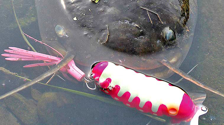 ｜日中にナマズが釣れる「4つの条件」とは!?