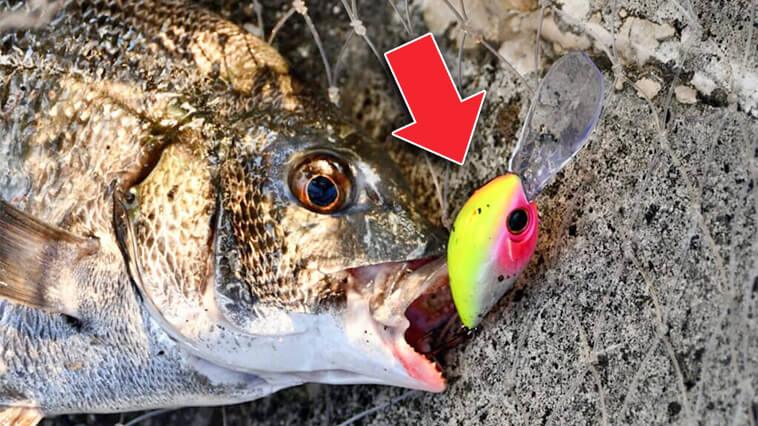 ｜【根掛からない、だから釣れる！】根魚用クランクをチヌで使ってみたら意外な結果に…アツいぞ！チヌクラ!!