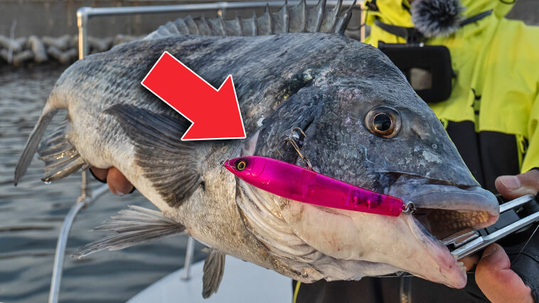 ｜【圧倒的な釣果が…】大阪が生んだ伝説のチニングペンシル第二弾『ラフダイバー90F（DAIWA）』が遂に発売！その実力とは!?［もりぞー的アーバンチニング］