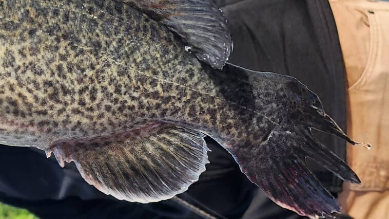 激レア魚が釣れる!!】オーストラリアの怪魚が今年も放流!!やっぱりス〇ナ〇がよく釣れる!?【ファイト動画あり】│ルアマガプラス