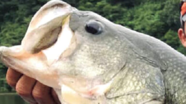 「釣れちゃった…63cm」ロクマルのブラックバスが釣れるラバージグ・スモラバをまとめて紹介！（31ページ目）