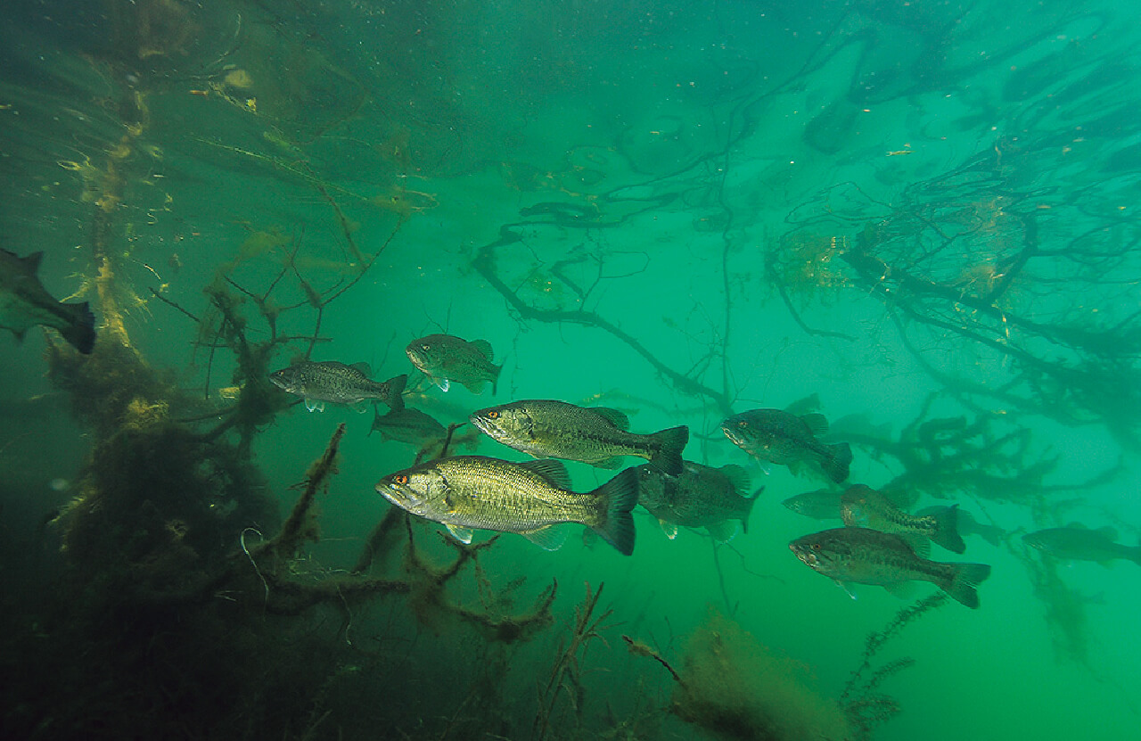 |【卵を根こそぎ食べられる…】生物カメラマンが水中で撮影した『琵琶湖』に抱かれるブラックバスの真実【一等地を陣取る?】