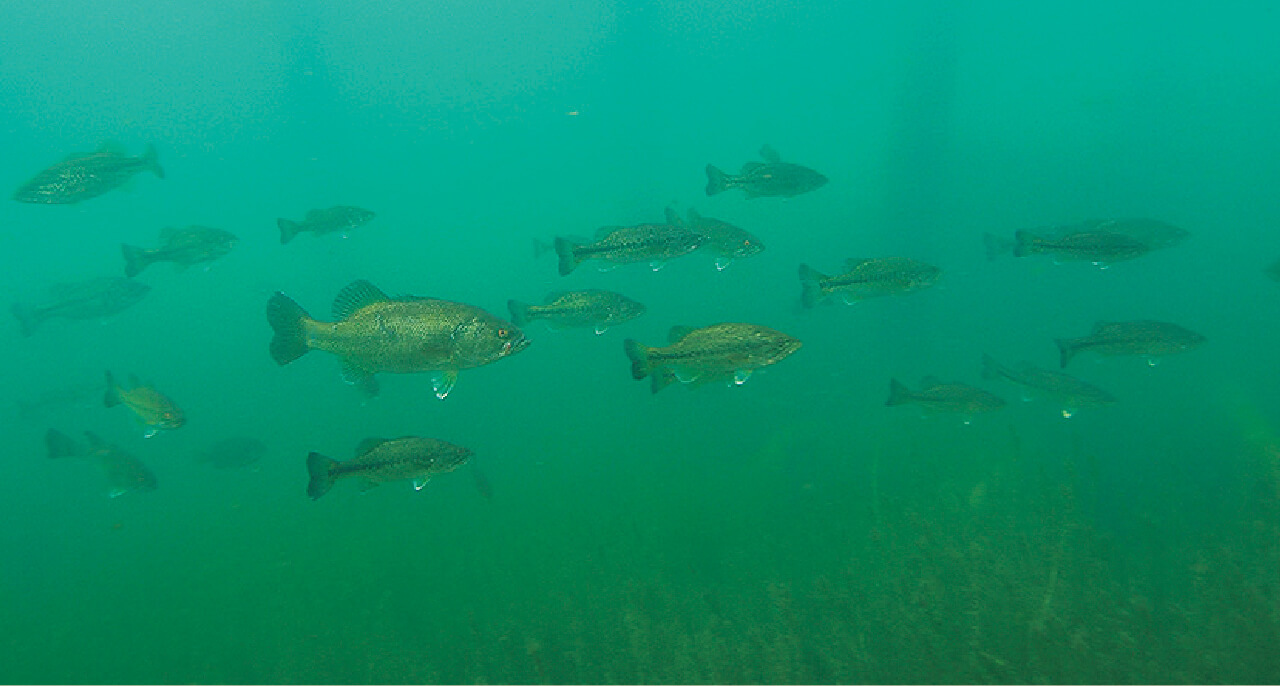 |【卵を根こそぎ食べられる…】生物カメラマンが水中で撮影した『琵琶湖』に抱かれるブラックバスの真実【一等地を陣取る?】