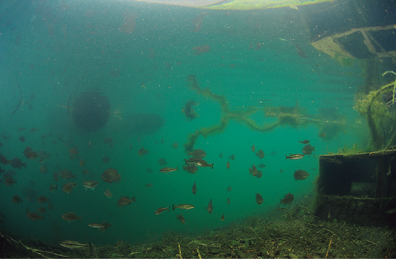 |【卵を根こそぎ食べられる…】生物カメラマンが水中で撮影した『琵琶湖』に抱かれるブラックバスの真実【一等地を陣取る?】