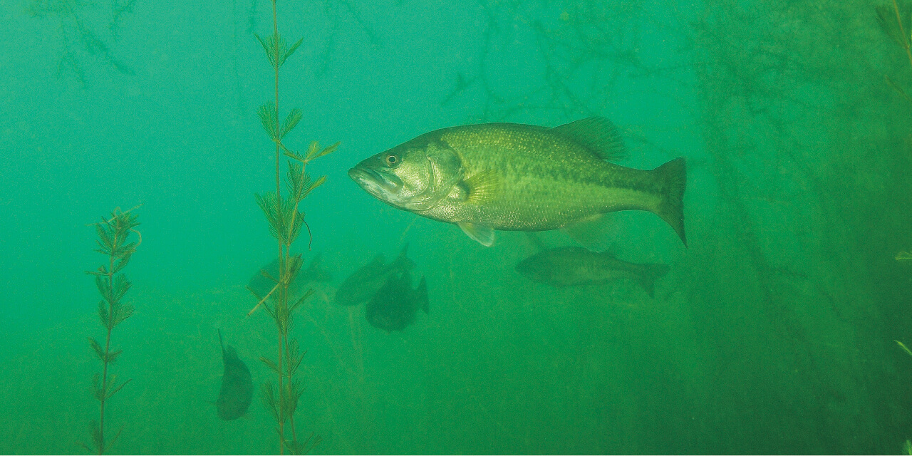 ｜【卵を根こそぎ食べられる…】生物カメラマンが水中で撮影した『琵琶湖』に抱かれるブラックバスの真実【一等地を陣取る？】
