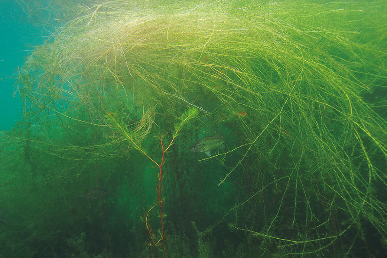 ｜【卵を根こそぎ食べられる…】生物カメラマンが水中で撮影した『琵琶湖』に抱かれるブラックバスの真実【一等地を陣取る？】