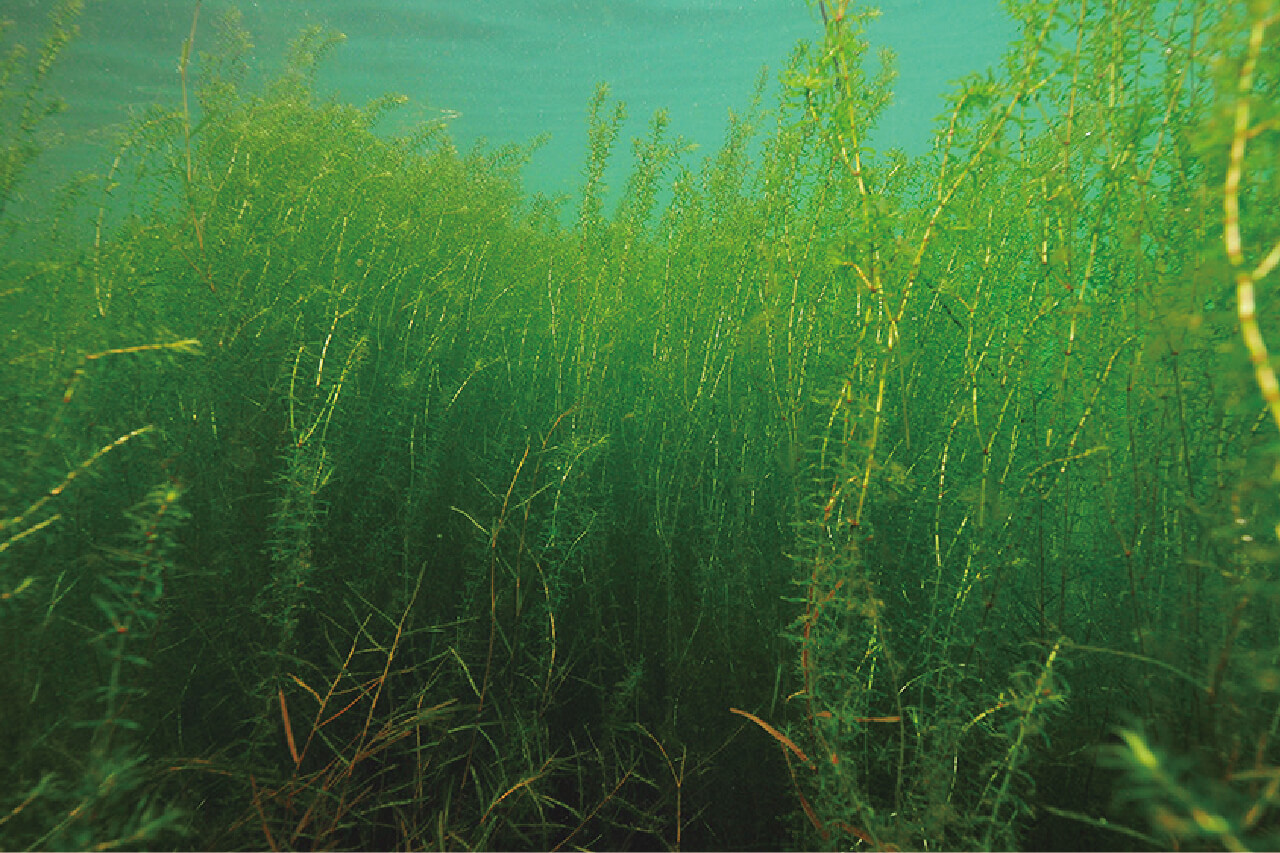 ｜【卵を根こそぎ食べられる…】生物カメラマンが水中で撮影した『琵琶湖』に抱かれるブラックバスの真実【一等地を陣取る？】