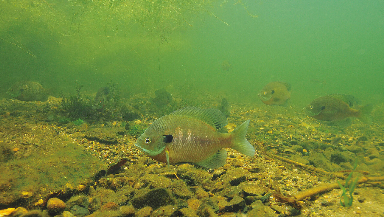|【卵を根こそぎ食べられる…】生物カメラマンが水中で撮影した『琵琶湖』に抱かれるブラックバスの真実【一等地を陣取る?】
