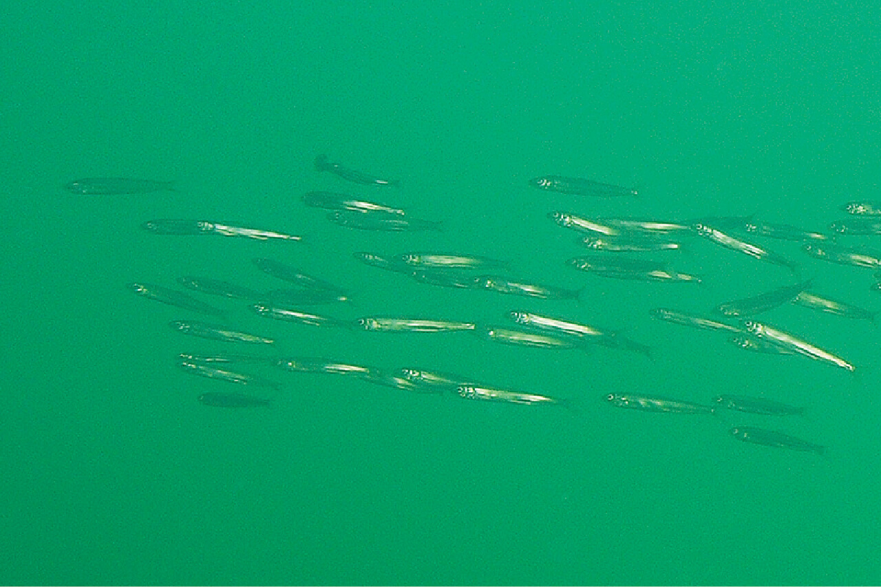 |【卵を根こそぎ食べられる…】生物カメラマンが水中で撮影した『琵琶湖』に抱かれるブラックバスの真実【一等地を陣取る?】