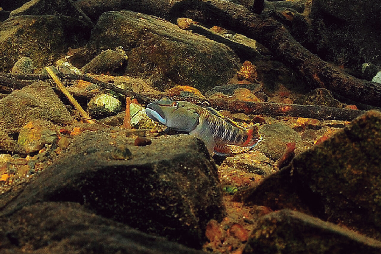 |【卵を根こそぎ食べられる…】生物カメラマンが水中で撮影した『琵琶湖』に抱かれるブラックバスの真実【一等地を陣取る?】
