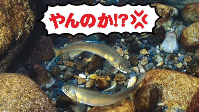 ｜夏の川では「魚同士」の白熱の闘いが繰り広げられている！【水中写真で見るサカナの生態】