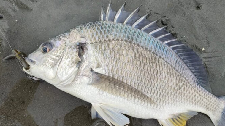 ｜クロダイをルアーで釣るコツは…「超小場所」を的確に攻めるべし！