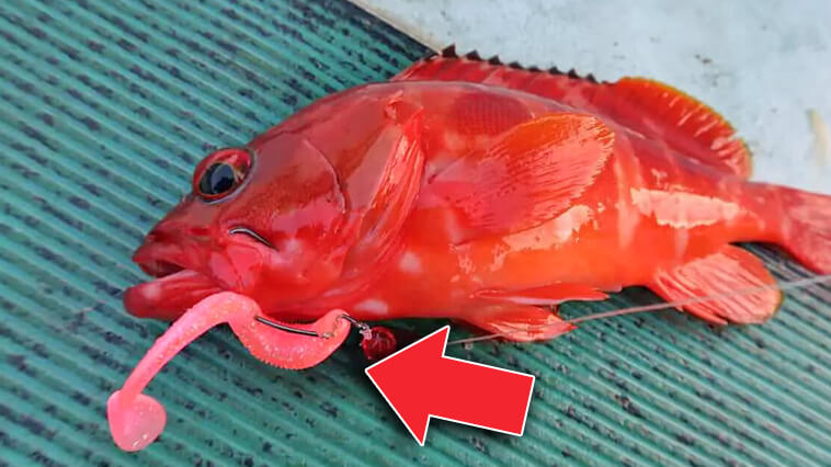 ｜【持っておいて損なし！】汎用性超抜群な根魚用シャッドテールワーム！『グロウン・リグルシャッド（アクアウェーブ）』