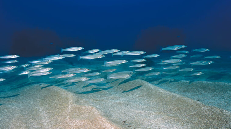｜「海の女王」と呼ばれる魚の食事姿が可憐だった【水中写真で見るサカナの生態】