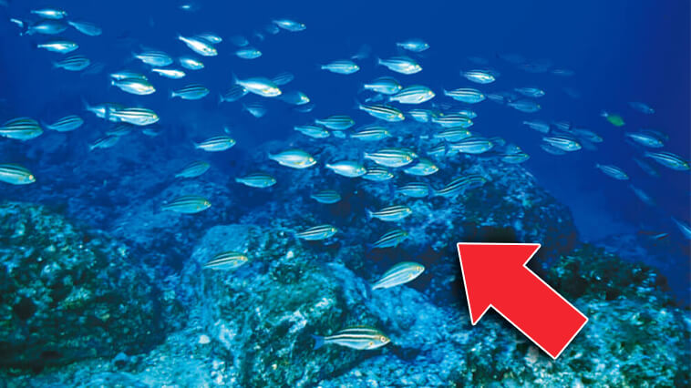 ｜うりぼうが海にいる!? 今が旬の美味しい魚の正体【水中写真で見るサカナの生態】
