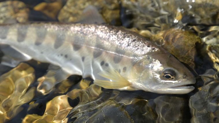 【瀬と淵】ヤマメを釣りたければ2つのポイントを攻め分けるべし！【ヤマメ釣りの基本6】