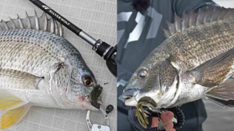 ｜実は違う魚って知ってた？『クロダイ』と『キビレ』それぞれを釣りたい時に狙うべき場所はズバリ!!