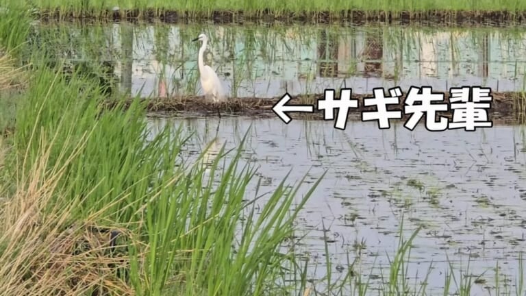 「おいおい、正気か…？」釣れないひと、大体やっちゃってます。サギに教わる釣果倍増法が参考になりすぎる！