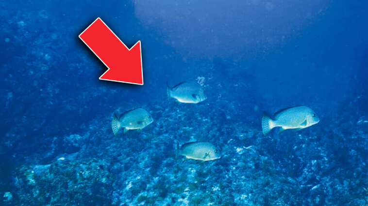 ｜まるで海のライオン！威風堂々ゆったりと泳ぐその魚は…!?【水中写真で見るサカナの生態】