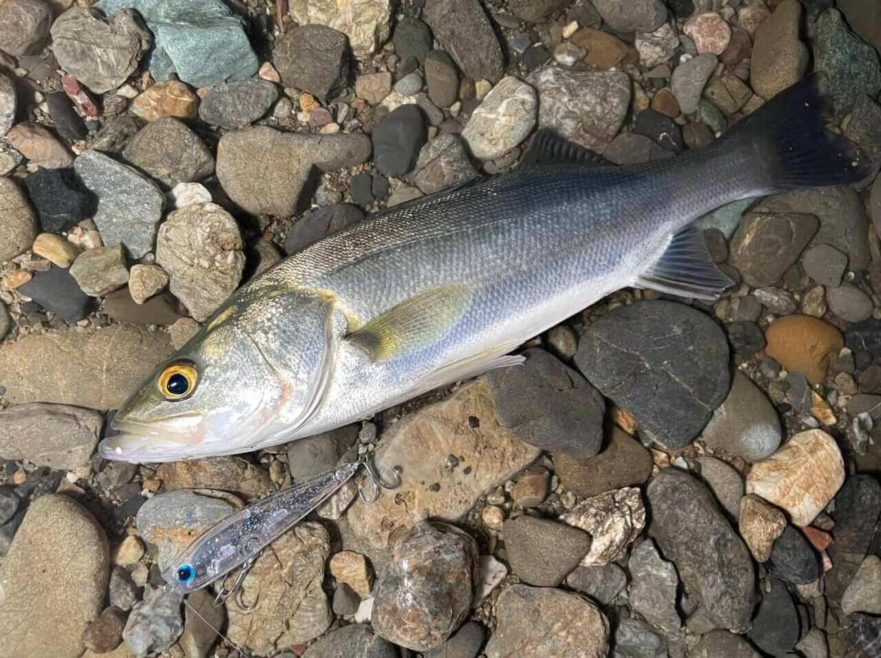 ｜【初めてにも絶対最適！】シーバス釣りの絶対領域「表層」の釣りがし易いシンキングペンシルが登場！『バウフラップ80S（アクアウェーブ）』
