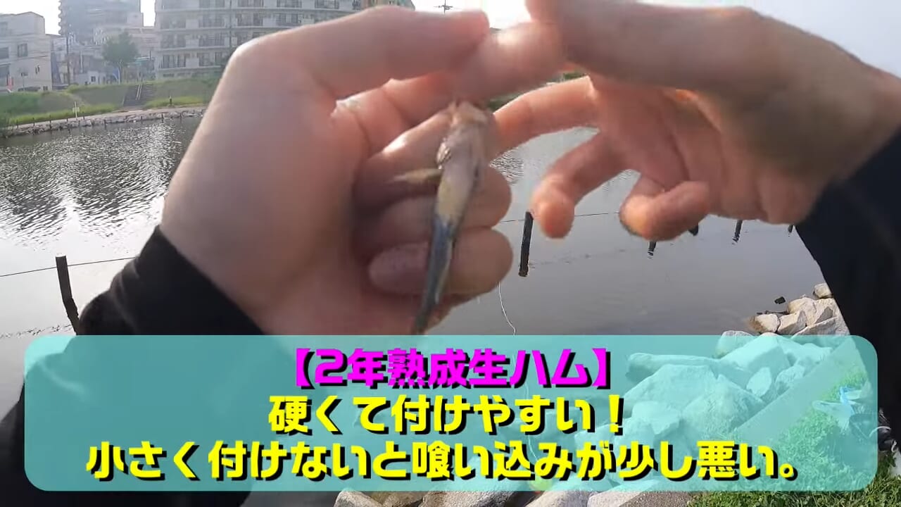 |「…凄いよ、見て」「いいね」最強の釣りエサは生ハムって本当? マジだった…