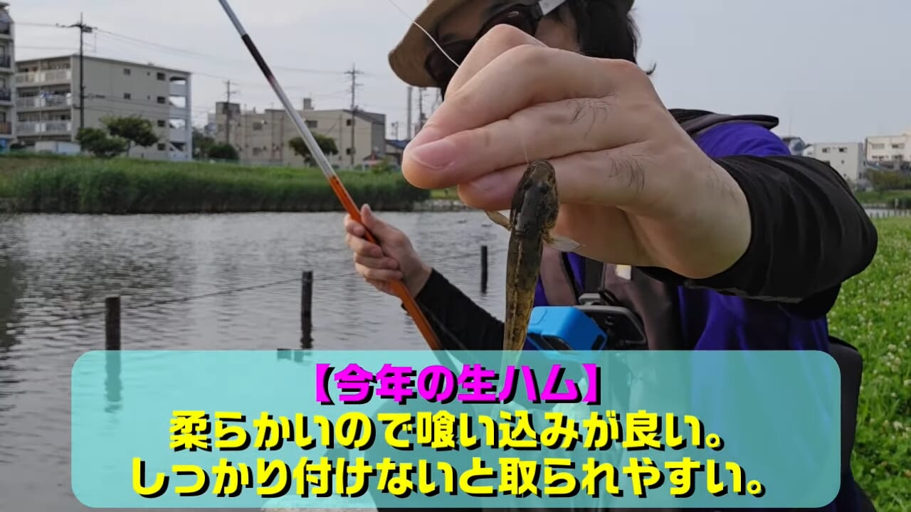 ｜「…凄いよ、見て」「いいね」最強の釣りエサは生ハムって本当？ マジだった…