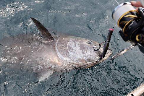 継続中のクロマグロ問題！  釣りのための『枠』はどうなるべきか【日本の海だけ魚が居なくなる！】