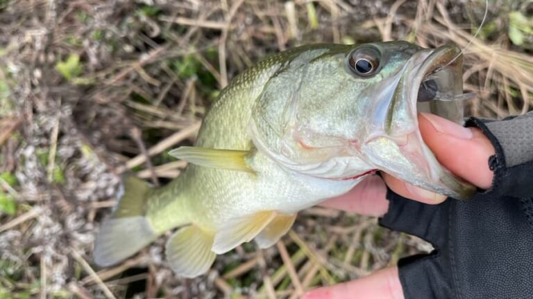 「ひたすら釣れるのに…」「欲しいのと違う！」地元プロが気付いた事実。連発させるコツは水温とそれから…？