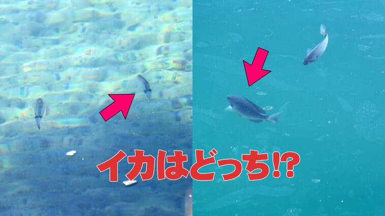 ｜【イカ釣り上達法】秋イカは釣って楽しいだけじゃない！エギング上達のヒントが隠されていた!?