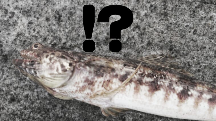 ｜【誰だコイツ!?】全部知ってたら相当なマニア!? ショアジギで釣れる定番17魚種を紹介！
